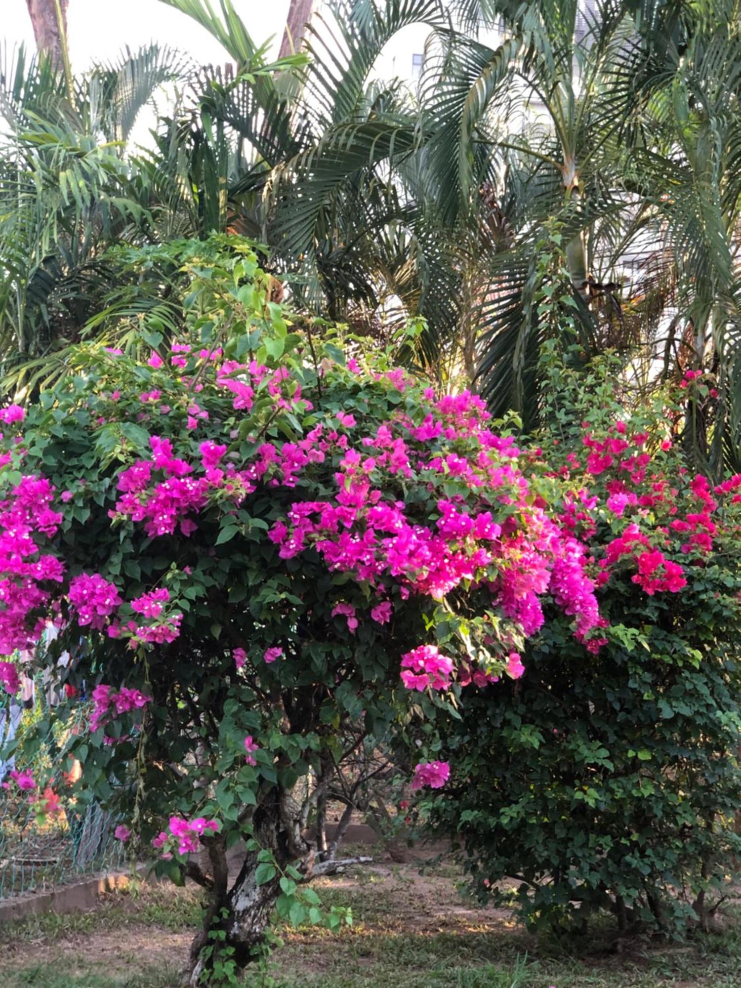 Shaka Garden House Langkawi Apartment ปันไตเจอนัง ภายนอก รูปภาพ