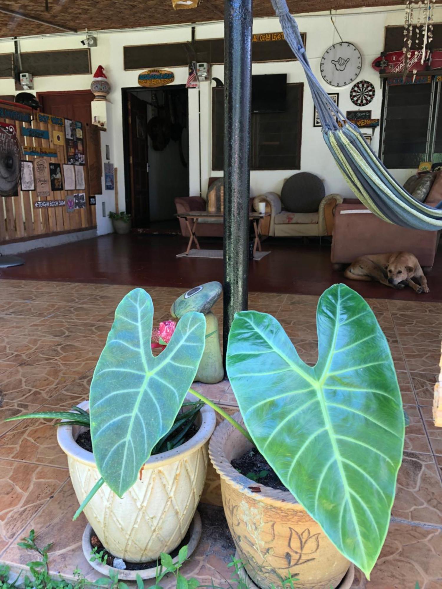 Shaka Garden House Langkawi Apartment ปันไตเจอนัง ภายนอก รูปภาพ